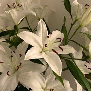 Meet your Posher, Hailey